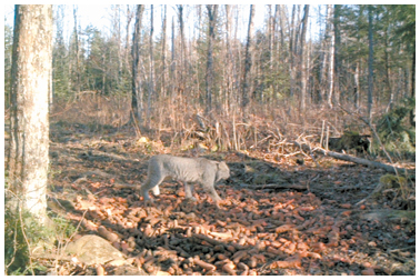 Lynx en chasse! - Rémi Tremblay : Actualités  