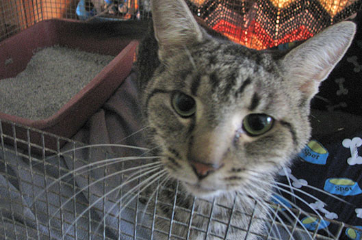 Un chat survit à 79 jours de réclusion - Rémi Tremblay : Actualités  