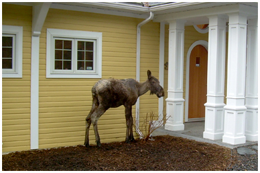 Gros foyer d’infestation des tiques chez l’orignal - Rémi Tremblay : Actualités  