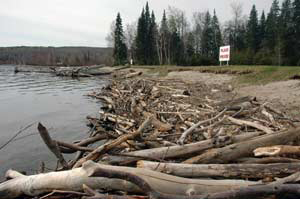 Plein d’arrachis dans la baie Victoria - Rémi Tremblay : Actualités  