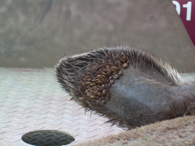 Gros foyer d’infestation des tiques chez l’orignal - Rémi Tremblay : Actualités  