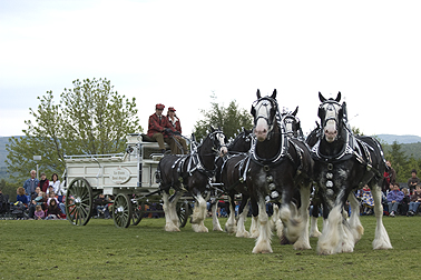 La cavalerie confère un air de fête à la ville - Claudia Collard : Actualités  