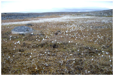 L’expérience du Grand Nord  des Nadeau-Gosselin - Claudia Collard : Actualités  