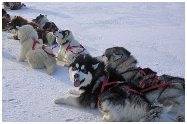 L’expérience du Grand Nord  des Nadeau-Gosselin - Claudia Collard : Actualités  