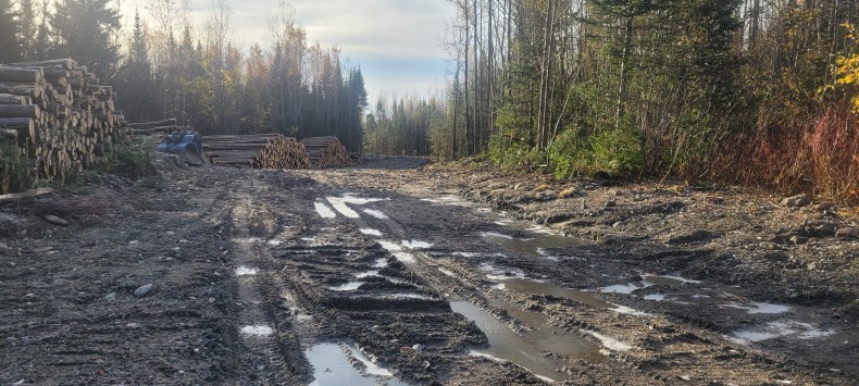 Des travaux forestiers qui inquiètent l’APEL3M - Claudia Collard : Actualités  