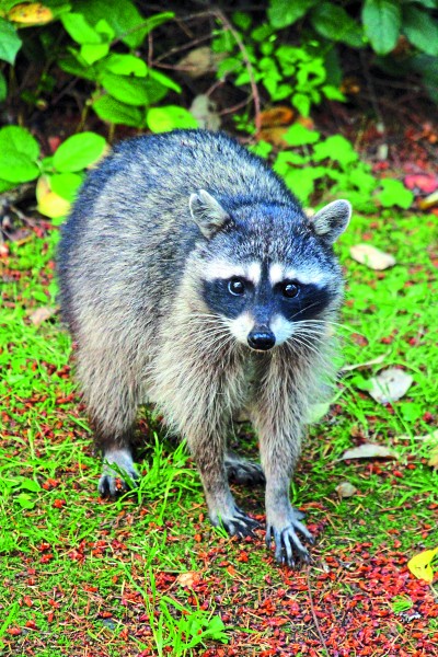 Campagne de vaccination contre la rage : la clinique vétérinaire de Lac-Mégantic veut vacciner un maximum d’animaux - Adèle St-Jacques : Actualités  