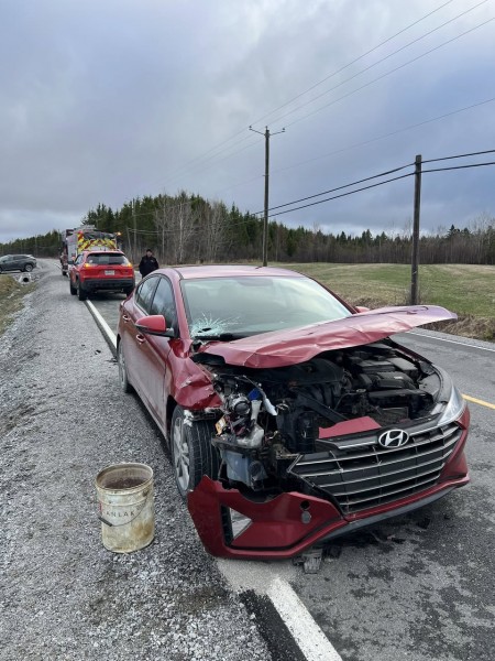 Collision avec un chevreuil