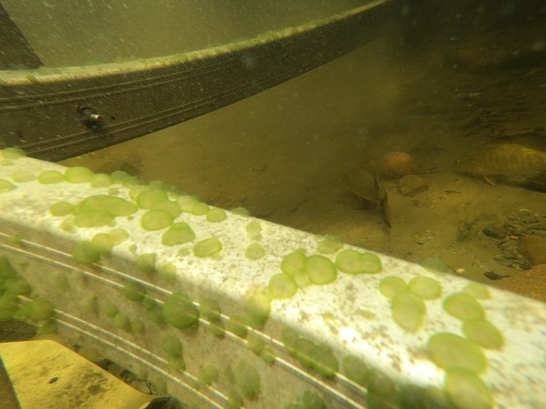 De possibles algues cyanobactéries d’eau douce