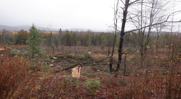 Des travaux forestiers qui inquiètent l’APEL3M