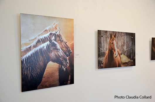 Equidae, passion chevaux - Claudia Collard : Culture Arts visuels 