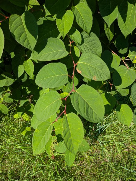 Le gouvernement s’attaque aux plantes envahissantes