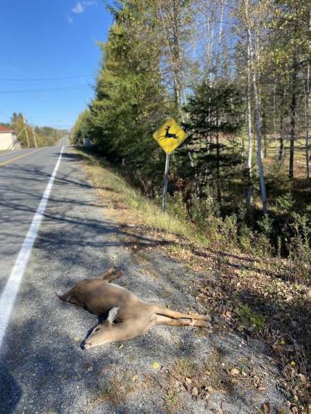 Les cervidés peuvent surprendre près des routes - Richard Vigneault : Actualités  