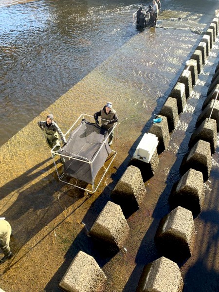 Remontée de poissons au barrage